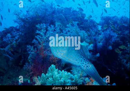 Scrawled Feilenfisch, Aluterus Scriptus, Elphinstone Reef, Rotes Meer, Ägypten Stockfoto