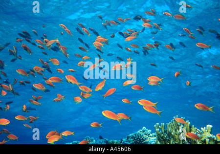 Schule der Scalefin Anthias Anthias Squamipinnis am Elphinstone Reef, Rotes Meer, Ägypten Stockfoto