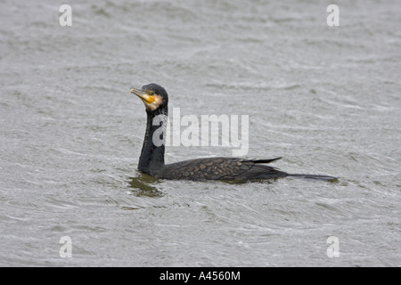 Großer Kormoran Phalacrocorax Carbo Carbo Erwachsenen in Zucht Gefieder schwimmen, RSPB alten Moor, South Yorkshire, England Stockfoto