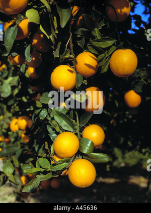 Reifer Orangen am Baum Paphos Zypern Stockfoto