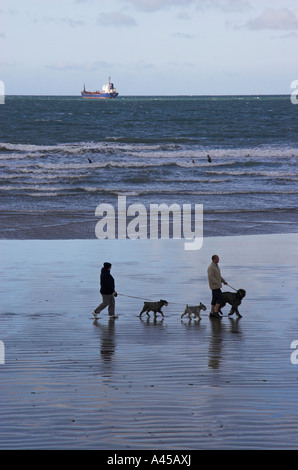 Paare, die Hunde am Strand in Broadhaven, Pembrokeshire, Wales Stockfoto