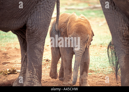 Afrikanischer Elefant (Loxodonta Africana) Stockfoto