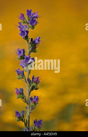 Der Viper Bugloss (Echium vulgare) Stockfoto