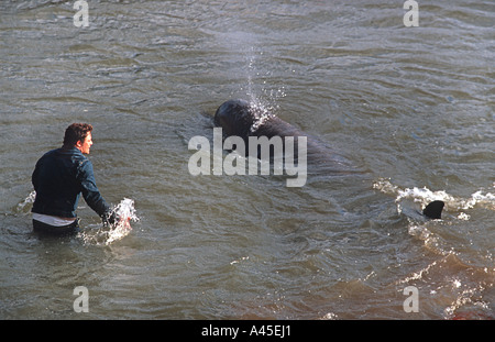 Ein nördlichen Bottlenosed Wal verloren auf dem Fluss Themse London leider den Versuch Resciue nächsten Tag gescheitert Stockfoto