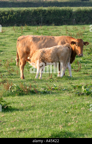 Jersey Kuh und Fütterung Kalb im warmen Abendlicht Stockfoto