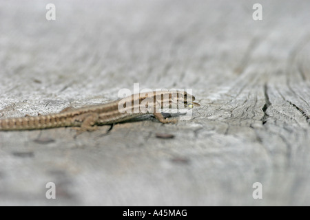 WAND-EIDECHSE PODARCIS MURALIS ESSEN KLEINE FLIEGEN SV Stockfoto