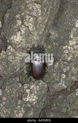 HIRSCHKÄFER LUCANUS CERVUS WEIBCHEN AUF BAUM-STAMM-BV Stockfoto