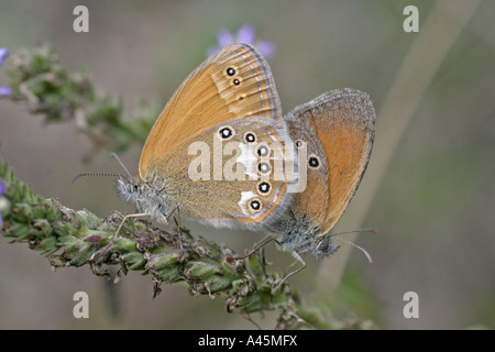 KASTANIE HEIDE COENONYMPHA GLYCERION GESTECKTES PAAR Stockfoto