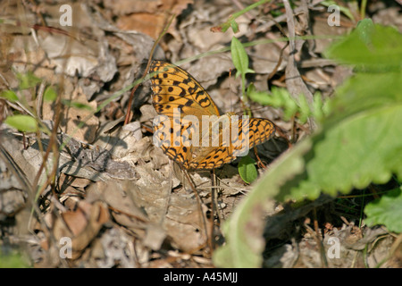 HOHE BRAUNE FRITILLARY ARGYNNIS ADIPPE IN RUHE AM BODEN FLÜGEL OFFEN Stockfoto