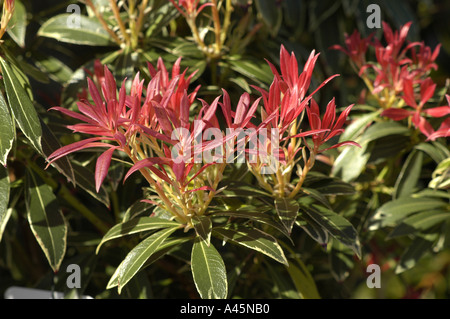 Pieris Flaming Silber Stockfoto