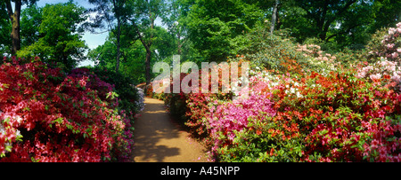 Surrey Richmond Park Isabella Plantation Azaleen Pfad Stockfoto
