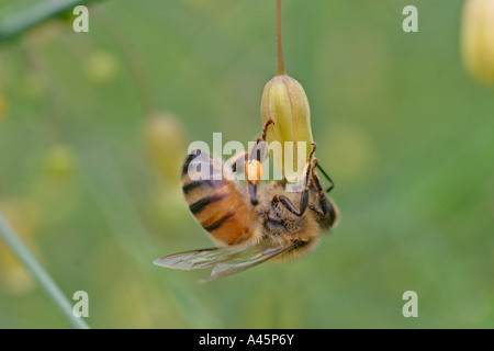 HONIG BIENE APIS MELIFERA SPARGEL BLUME NEKTAR WEGZUNEHMEN Stockfoto