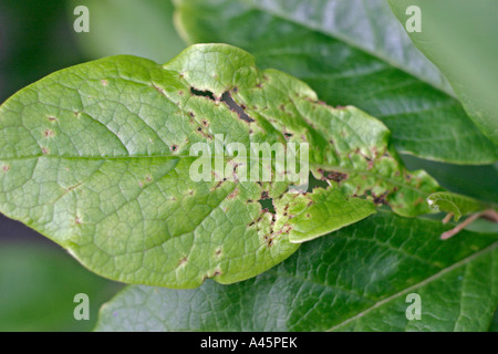 GEMEINSAMEN GRÜNEN KAPSID LYGOCORIS PABULINUS ZEIGEN SCHÄDEN AN CAMELIA BLATT Stockfoto