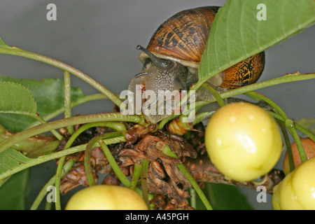 GARTEN-SCHNECKE HELIX ASPERSA AUF KIRSCHBAUM Stockfoto