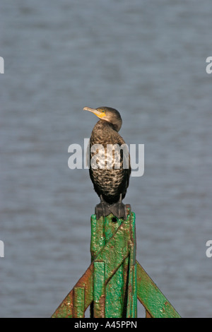 KORMORAN PHALACROCORAX CARBO JUGENDLICHE SITZEN AUF POST Stockfoto