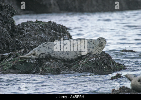 KEGELROBBEN HALICHOERUS GRYPUS JUVENILE AT REST AUF ROCK-SV Stockfoto