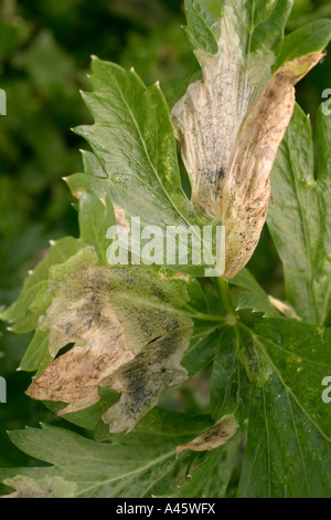 SELLERIE BLATTFLECKEN SEPTORIA APIICOLA BILDET GROßE FLECKEN AUF DEN ÄLTEREN BLÄTTERN Stockfoto