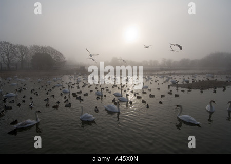 Wildfowl Trust Feuchtgebiete Vogel reservieren Slimbridge - Gloucestershire - UK Stockfoto