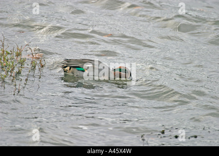 PETROL / ANAS VOGELARTEN MÄNNLICHEN FÜTTERUNG SV Stockfoto