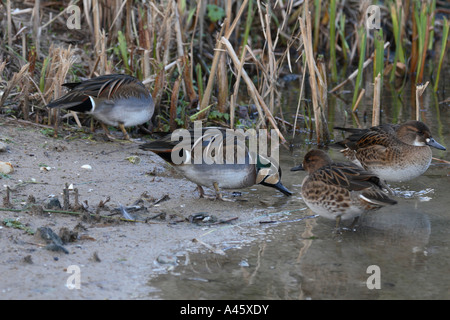 BAIKAL TEAL aNAS FORMOSA Enten und Erpel Fütterung Stockfoto