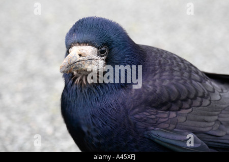 ROOK CORVUS FRUGILEGUS NAHAUFNAHME DES KOPFES Stockfoto