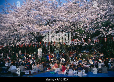 JAPAN Honshu Tokio Hanami Kirschblüte Betrachtung Parteien Leute sitzen am Boden mit Picknick im Ueno-Park im Frühjahr Stockfoto