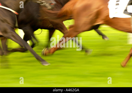 Rennpferde in Bewegung, Detail, Nahaufnahme Stockfoto