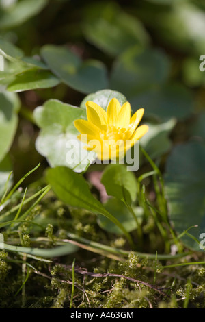 Kleinen Schöllkraut Blume Stockfoto