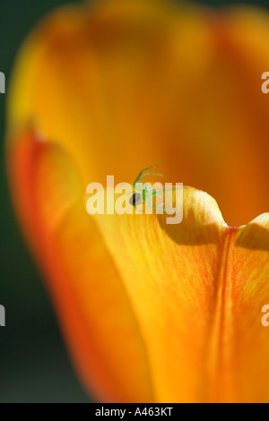 Grüne Jäger Spinne auf eine Tulpe Stockfoto