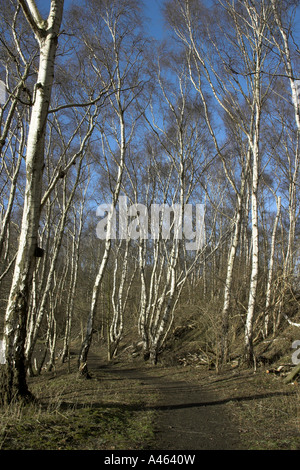Wald-Pfad mit Birke Betula Pendel Bäume im Winter, Childers Holz, Potteric Carr Nature Reserve, South Yorkshire Stockfoto