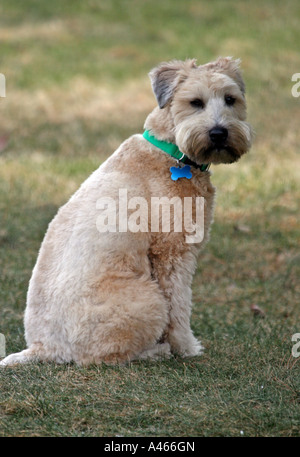 Soft Coated Wheaten Terrier im Rückblick Stockfoto