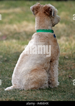 Soft Coated Wheaten Terrier sitzend von hinten gesehen Stockfoto