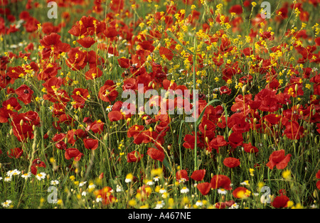 Wiese mit Mohn Blumen auf der Insel Samothraki, Thrakia, Griechenland Stockfoto