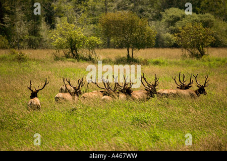 Wilde Roosevelt Stier Elch Herde Stockfoto