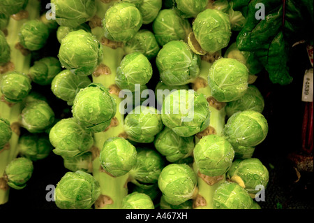 Rosenkohl geerntet auf Stiel, Farmers Market. Stockfoto