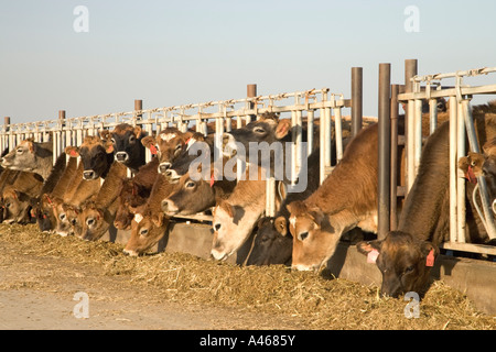 Jersey Kühe füttern in Relingstützen. Stockfoto