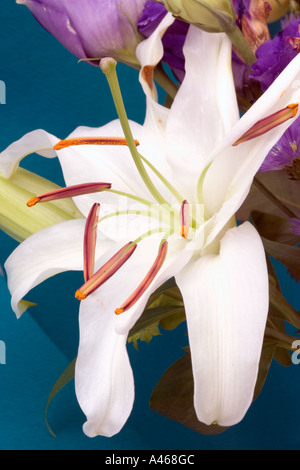 Easter Lily in Blumenarrangements Stockfoto