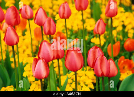 Rote Tulpen, Regents Park Gardens, London Stockfoto