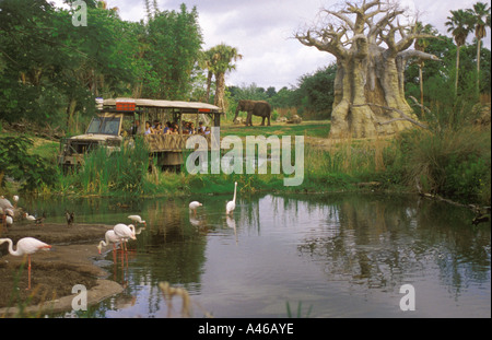 Disney World Animal Kingdom African Safari LKW Baobob Bäume Stockfoto