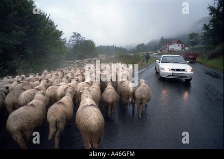 Schafherde auf einer Straße im Regen, Bradet, Rumänien Stockfoto