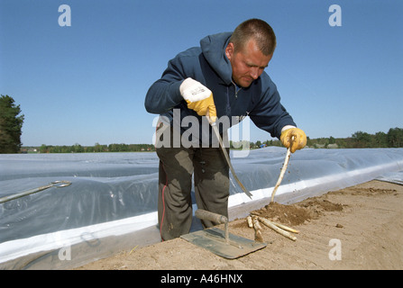 Arbeiter schneiden Spargel, Beelitz, Deutschland Stockfoto