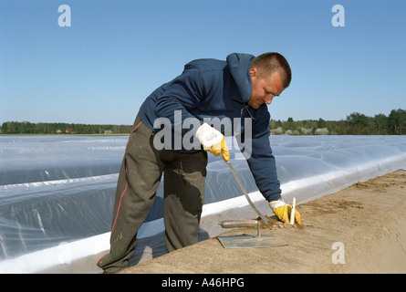 Arbeiter schneiden Spargel, Beelitz, Deutschland Stockfoto