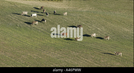 Rinder Schafe betrachtet aus der Luft Val Ancha Jaca Pyrenäen Huesca Aragon Spanien Tierfarm Landwirtschaft Kuh Gruppe Bildung Anzahl ma Stockfoto