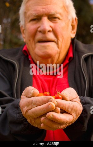 Senior-Holding-Cherry-Tomaten Stockfoto