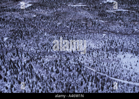 Boreal Forest Aerial View Churchill Hudson Bay Nordkanada Winter Tundra arktischen Eises Säugetier Schnee Wetter Frost kalte Stärke Stockfoto