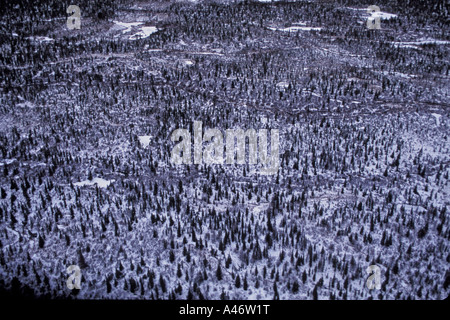 Boreal Forest Aerial View Churchill Hudson Bay Nordkanada Winter Tundra arktischen Eises Säugetier Schnee Wetter Frost kalte Stärke Stockfoto