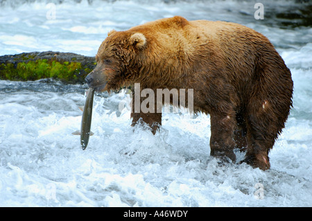 Brown bear [Ursus Arctos) Wanderungen mit einem Gefangenen Lachs durch Brooks River, Brooks Falls Katmai Nationalpark, Alaska, USA Stockfoto