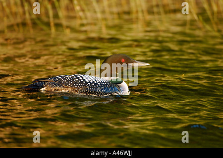 Great Northern Diver [Gavia immer), Alaska, USA Stockfoto