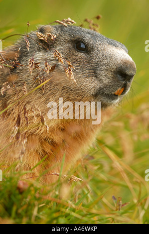 Alpen-Murmeltier (Marmota Marmota) Stockfoto