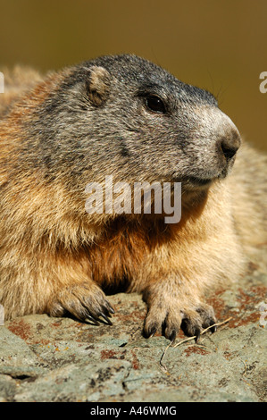 Alpen-Murmeltier (Marmota Marmota) Stockfoto